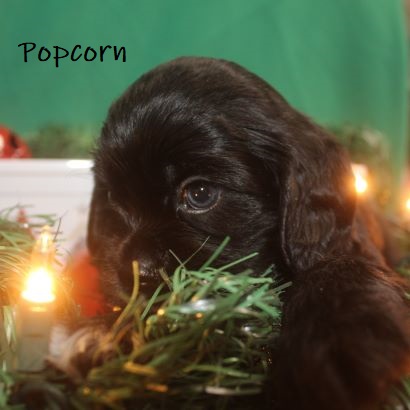 puppy, for, sale, Cocker Spaniel, Joe & Cherri  Overlease, dog, breeder, Miller, MO, dog-breeder, puppy-for-sale, forsale, nearby, find, puppyfind, locator, puppylocator, aca